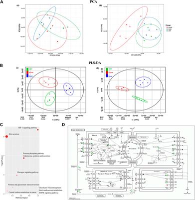 Integrated Fecal Microbiome and Serum Metabolomics Analysis Reveals Abnormal Changes in Rats with Immunoglobulin A Nephropathy and the Intervention Effect of Zhen Wu Tang